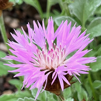 Centaurea (Psephellus) karabaghensis